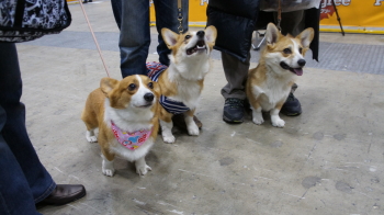 4 ちーくん上向き