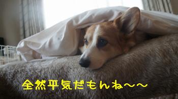 全然平気~
