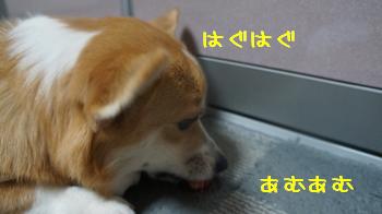 苺さんうまし
