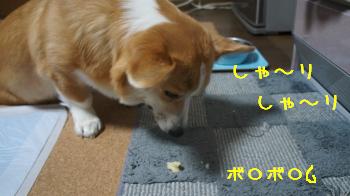 ボロボロ
