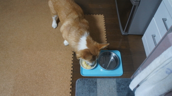 がぶっ