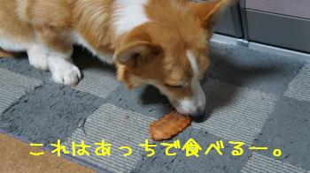 ジャーキーはあっちで。