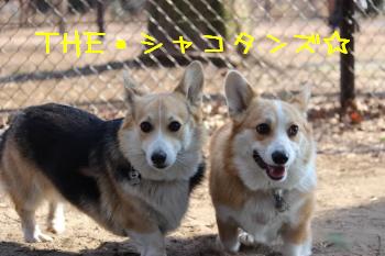 シャコタンズ