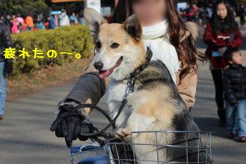 お疲れまろちゃん