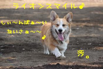 ライオン??