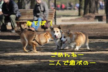 フレンドリー柴さん