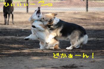 どかーん