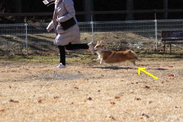 頑張るまま。