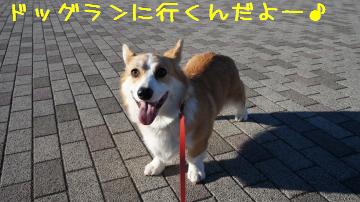 ドッグラン行くんだよ!