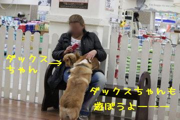 ダックスちゃん♪