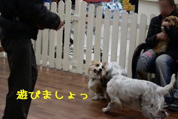 ティアラちゃん登場