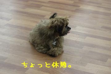 モップちゃん休憩