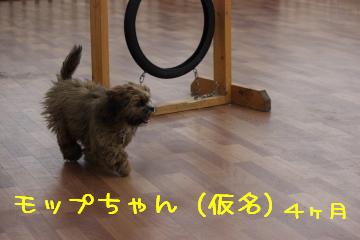 モップちゃん