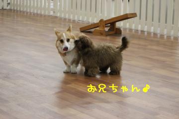 しゅきしゅき麦兄ちゃん