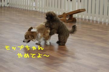 へこへこ