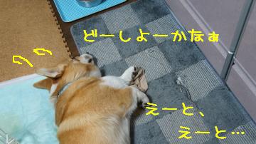 また犯犬М