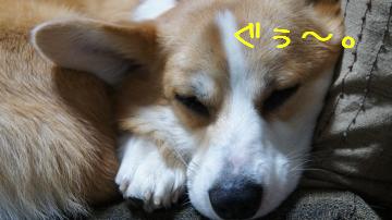 ほんとに寝てるし。