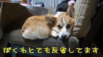 反省してないでしょ。