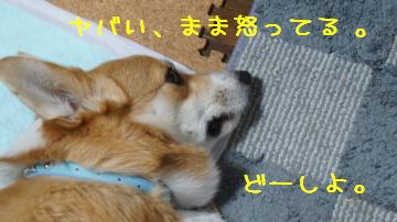 ぼくわいません。