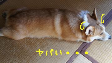 犯犬М