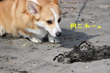 海草気になる