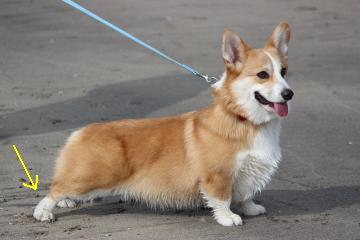 ショードッグのよう♪