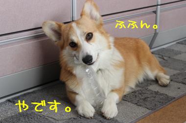 凛々しくどや顔