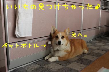 いいもんみつけた♪
