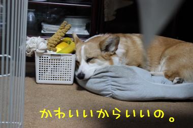 いつも癒しをありがとう♪
