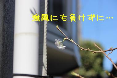 うちの桜。