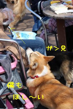 麦さんもおねだり