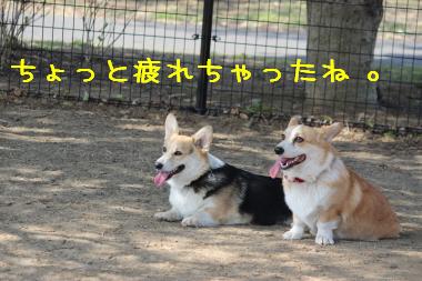シャコタンズ