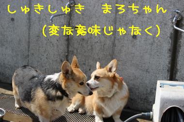 しゅきしゅきまろちゃん