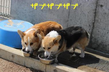 仲良く給水