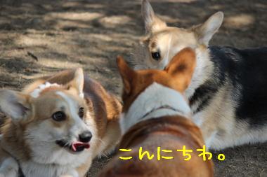 真顔の麦さん