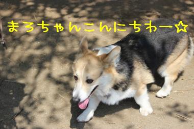 親友まろちゃん