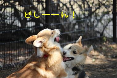 うぉりゃっ