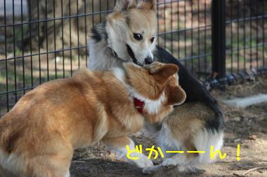 恒例コギプロ