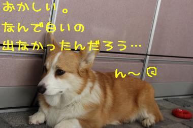 なんで出なかったんだろう・・・