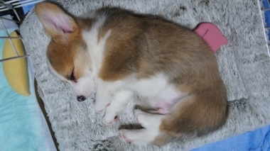 ねんこ