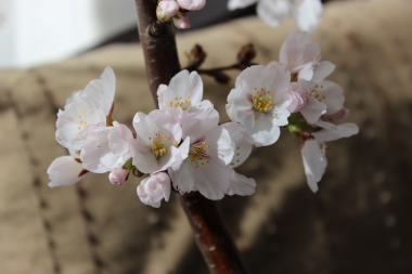 お地蔵さんの桜