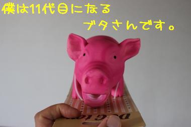 新品ぶたさん。