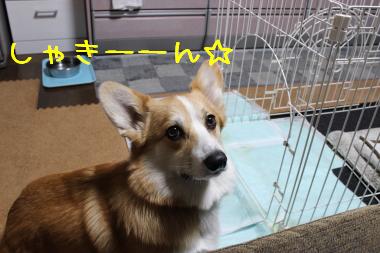 ごはん