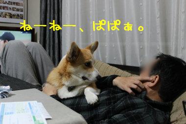 ねーねーぱぱぁ。
