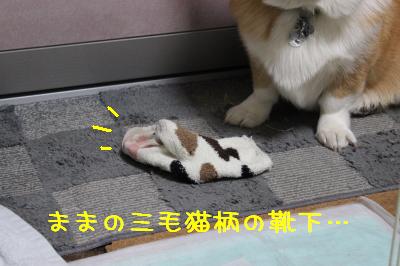 どこから持ってきたの・・・