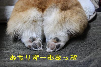 ぼさっちり