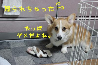 やっぱり?