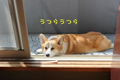 まどろんじゃうね