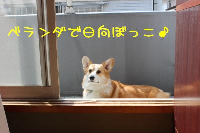 ベランダ出たの♪