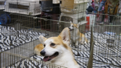 Juniorくん